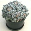 Mammillaria_gracilis